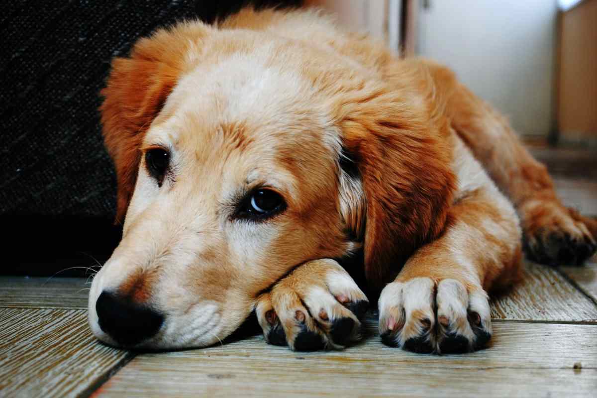 Cane triste guarda noi